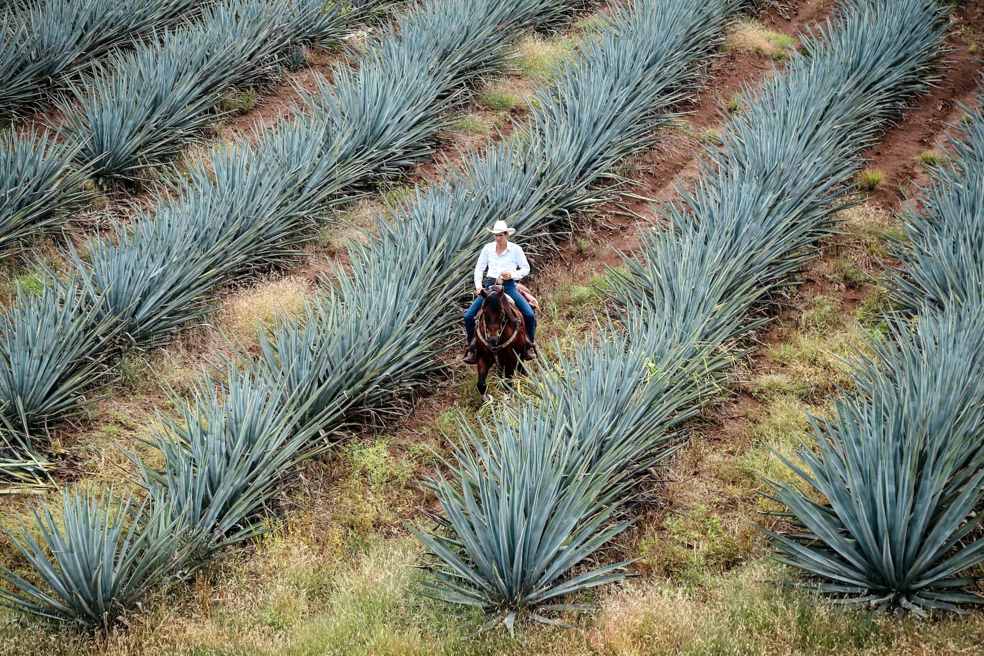 Blue Weber Agave