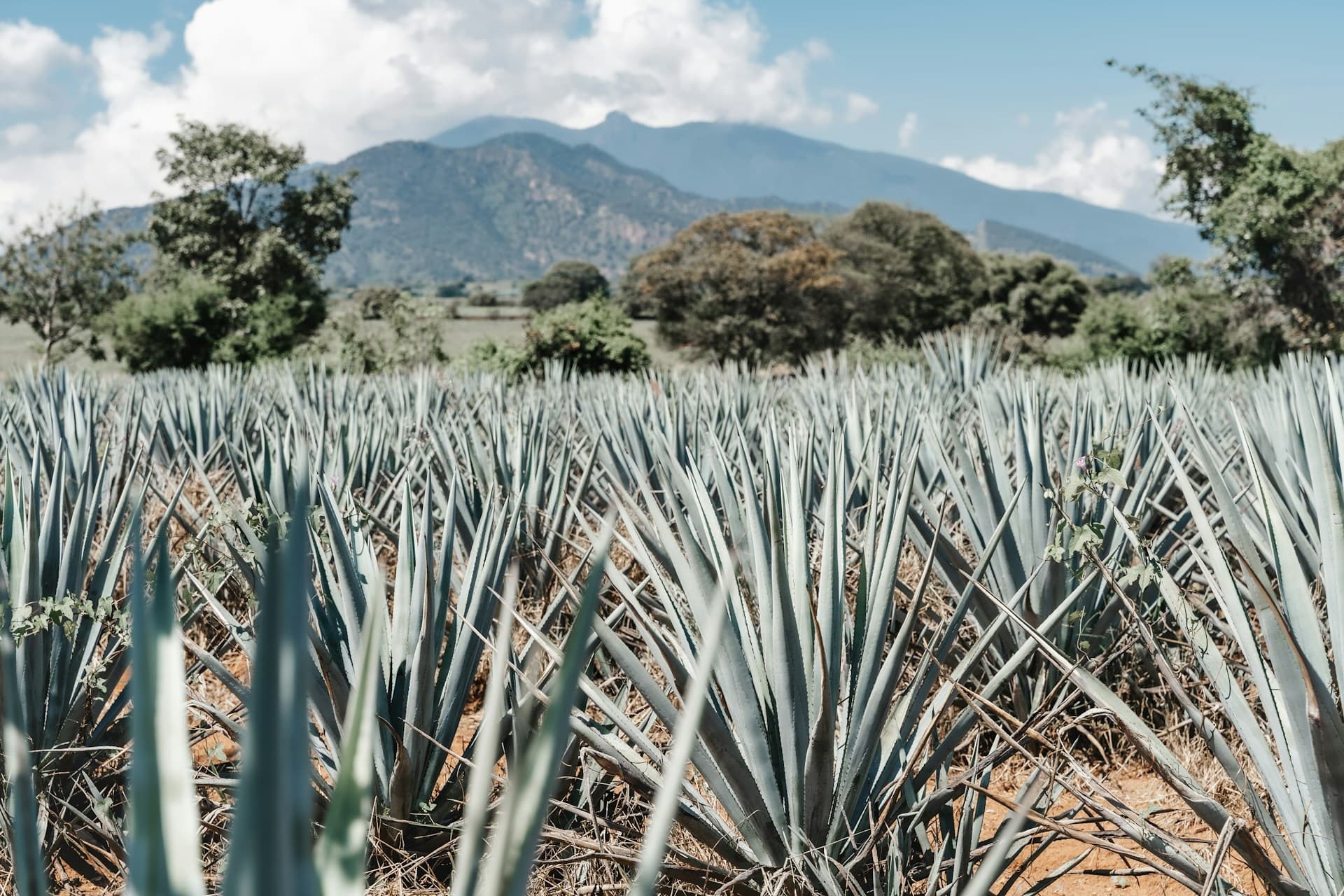 Tecuilan Tequila Heritage